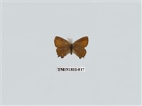 藏品(小灰蝶科)的圖片